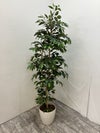 フェイクグリーン 商品画像1