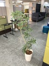 ウチダ（内田洋行）人工植物 商品画像3