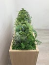 コクヨGreen-for work space-シリーズ プランターボックス(人工植物) 商品画像10