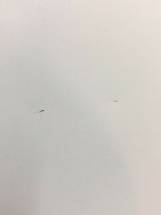 1200脚付月予定表 商品画像9