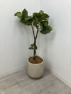 フェイクグリーン 商品画像1