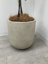 フェイクグリーン 商品画像3