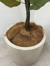 フェイクグリーン 商品画像5