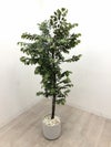 フェイクグリーン 商品画像1
