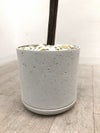 フェイクグリーン 商品画像5