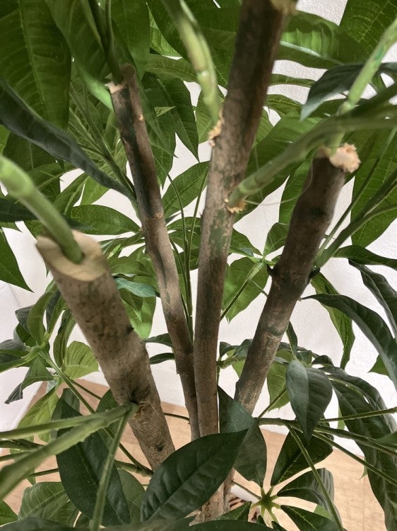 フェイクグリーン 商品画像4