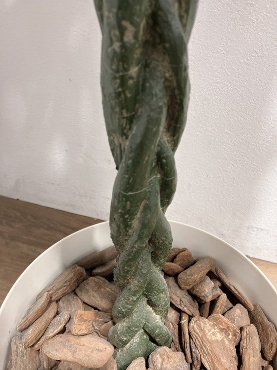 フェイクグリーン 商品画像6