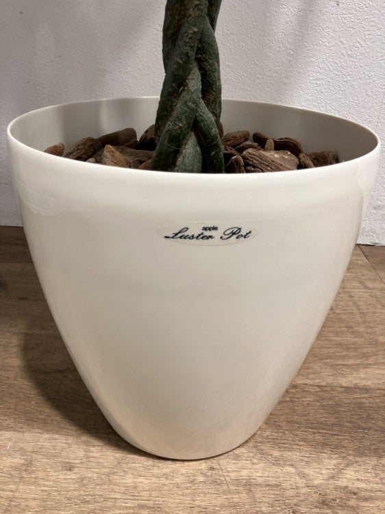 フェイクグリーン 商品画像8