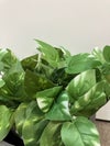 コクヨアイレストグリーンシリーズ フェイクグリーン 商品画像2