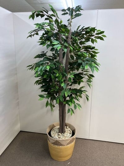 コクヨアイレストグリーンシリーズ フェイクグリーン 商品画像1