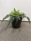 コクヨアイレストグリーンシリーズ フェイクグリーン 商品画像1