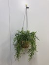コクヨin GREENシリーズ ハンギンググリーン 商品画像1