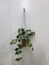 コクヨin GREENシリーズ ハンギンググリーン 商品画像1