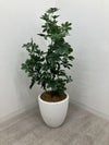 フェイクグリーン 商品画像1